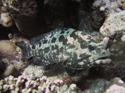 hamata_200711-12 049
